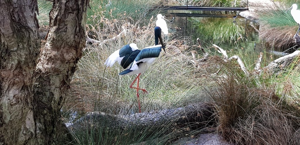 Perth Zoo | 20 Labouchere Rd, South Perth WA 6151, Australia | Phone: (08) 9474 0444