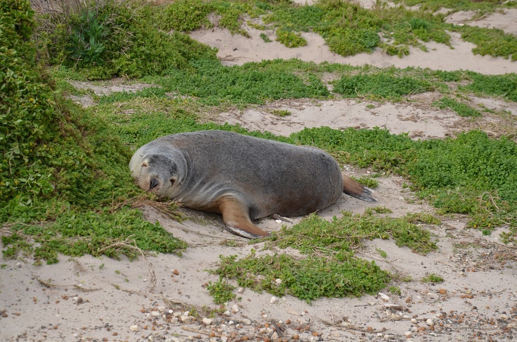 Seal Bay Conservation Park | Seal Bay Rd, Seal Bay SA 5221, Australia | Phone: (08) 8553 4463