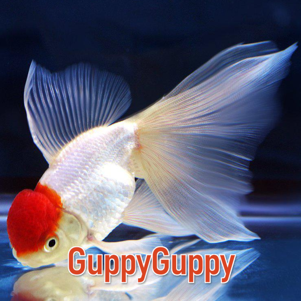 Guppy Guppy | 131 Macquarie St, Merewether NSW 2291, Australia | Phone: 0431 840 048