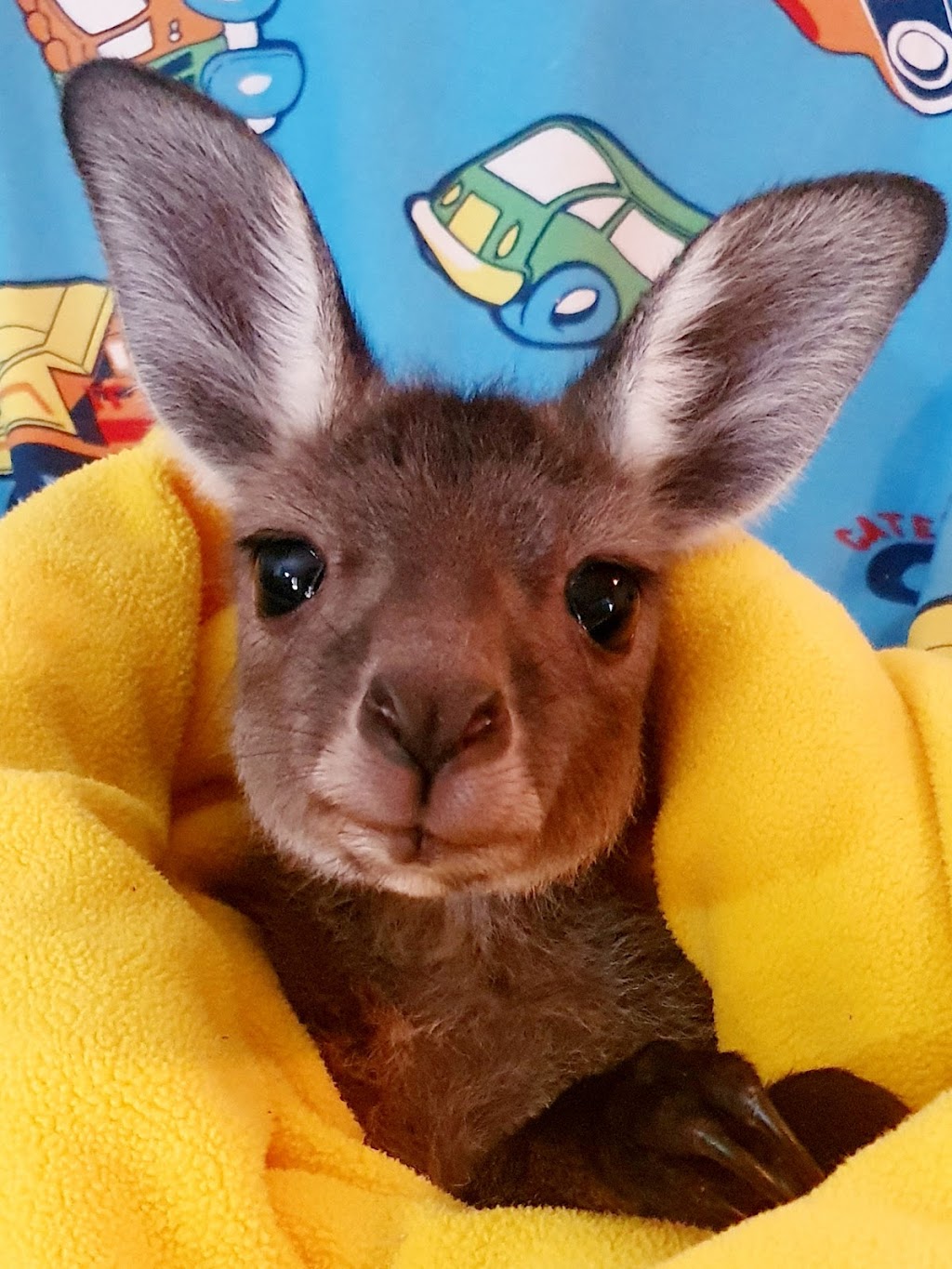 Bridgetown Wildlife Rescue Inc |  | 900 Greenbushes-Grimwade Rd, Balingup WA 6253, Australia | 0897740442 OR +61 8 9774 0442