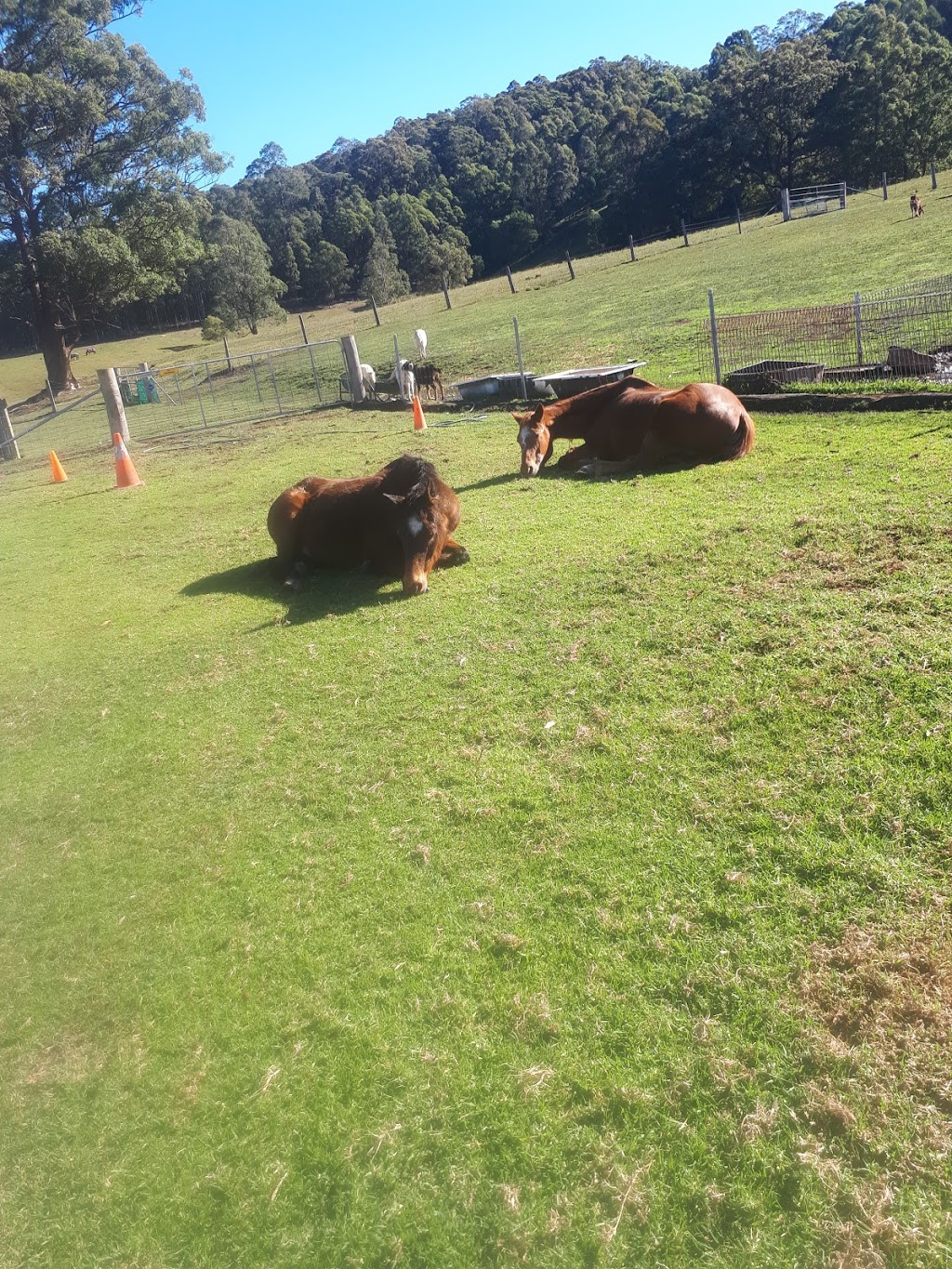 Fur & Feathers Rescue Farm - Mandalong | 716 Mandalong Rd, Mandalong NSW 2264, Australia | Phone: 0426 835 233
