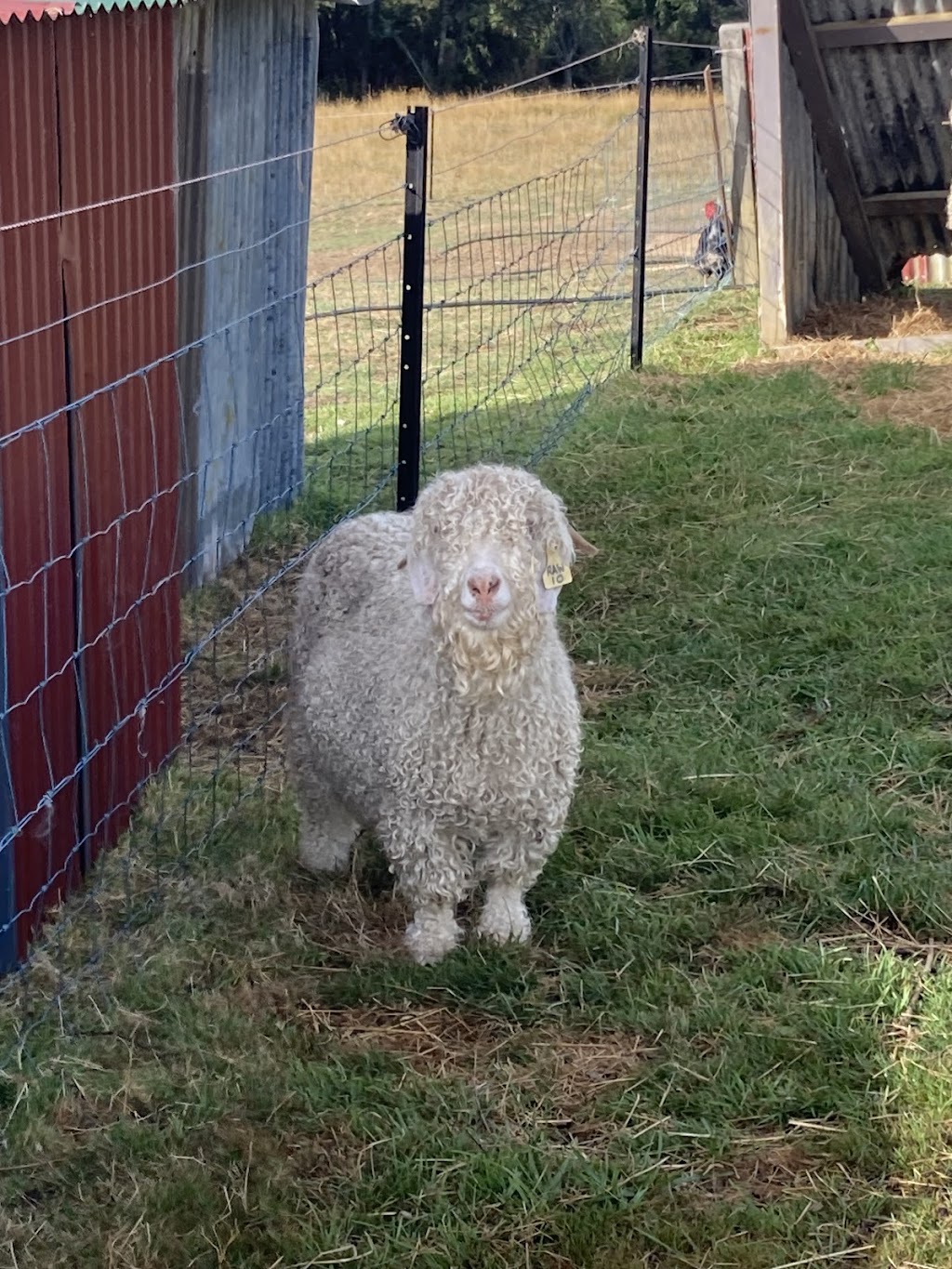 Kermandie Ridge Farm Sanctuary Inc. | 23 Knights Rd, Geeveston TAS 7116, Australia | Phone: 0429 029 012