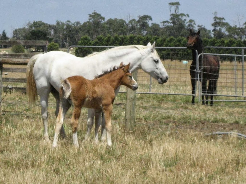 Caralea Ponies |  | 230 Lye and Dixon Rd, Ripplebrook VIC 3818, Australia | 0427295646 OR +61 427 295 646