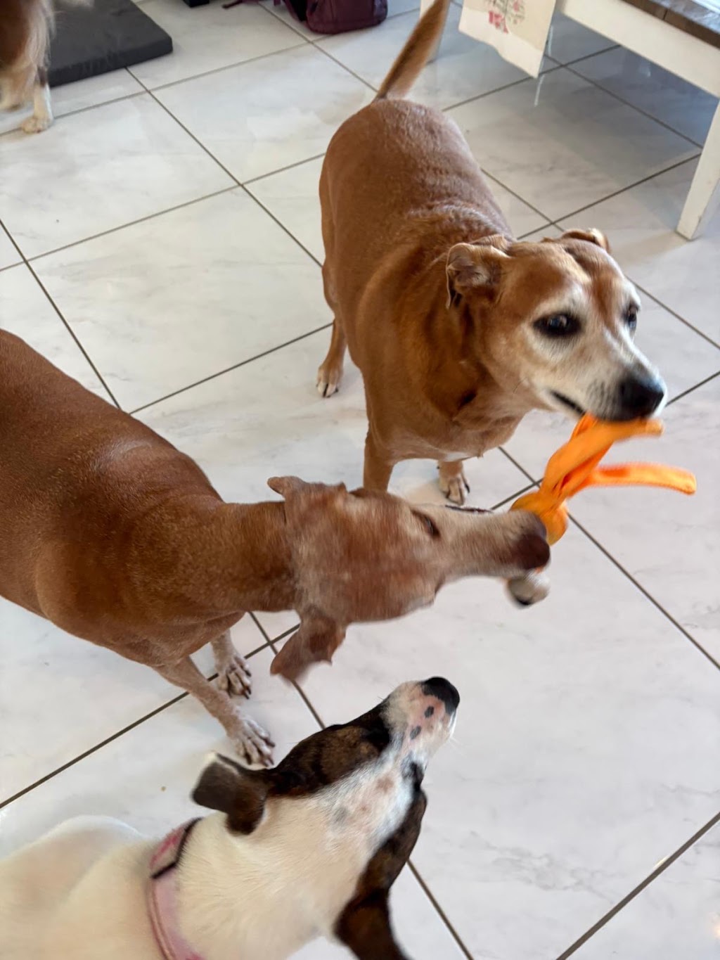 Paw-some Dog Care | Warrego Pl, Terranora NSW 2486, Australia | Phone: 0493 175 455