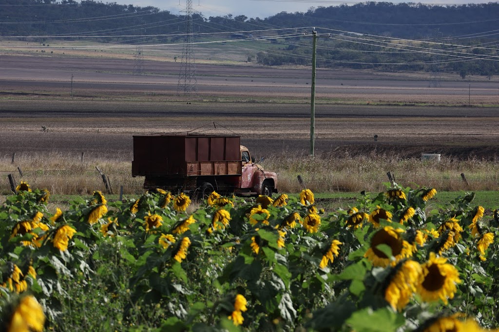 Warraba Sunflowers | 439 Mcnallys Rd, Cambooya QLD 4358, Australia | Phone: 0475 389 305