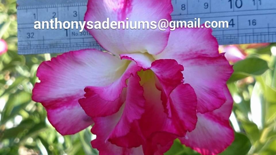 Anthonys Adeniums | 23 Ellerbeck Rd, Cardwell QLD 4849, Australia | Phone: 0417 622 848