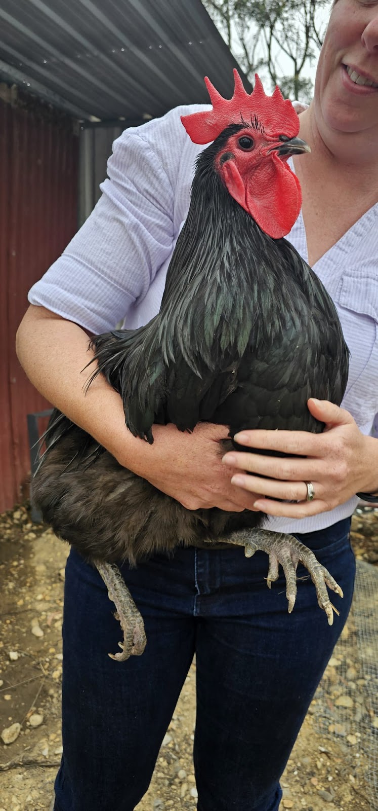 Lael Poultry, Produce and Plants | 1873 Brayton Rd, Big Hill NSW 2579, Australia | Phone: 0407 274 785