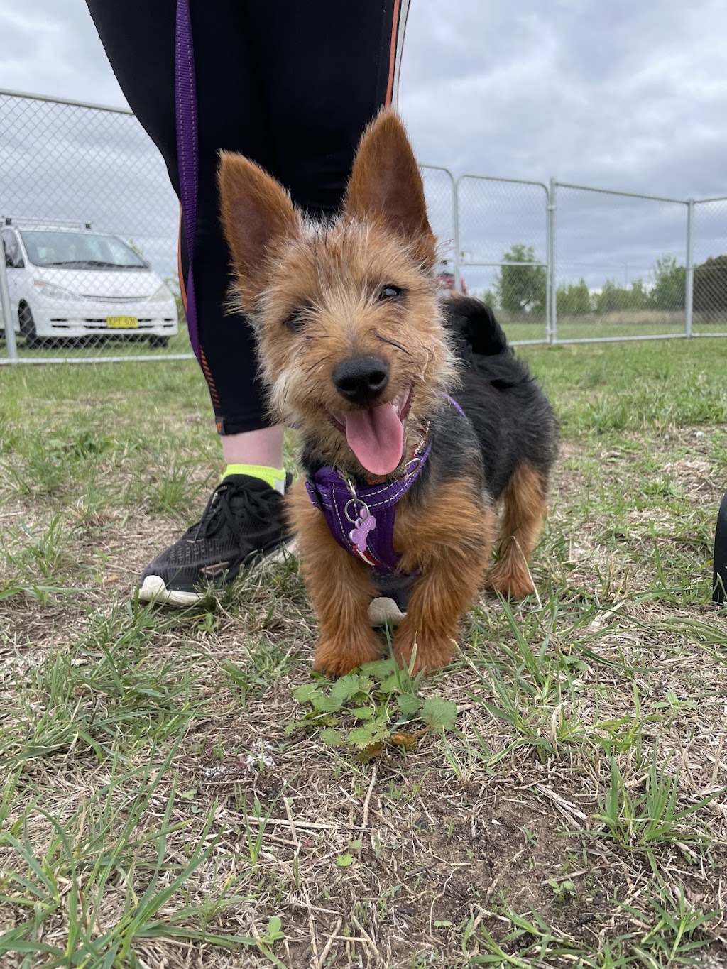 BoneGiorno | Canine Enrichment | 487 The Boulevarde, Kirrawee NSW 2232, Australia | Phone: 0405 963 043