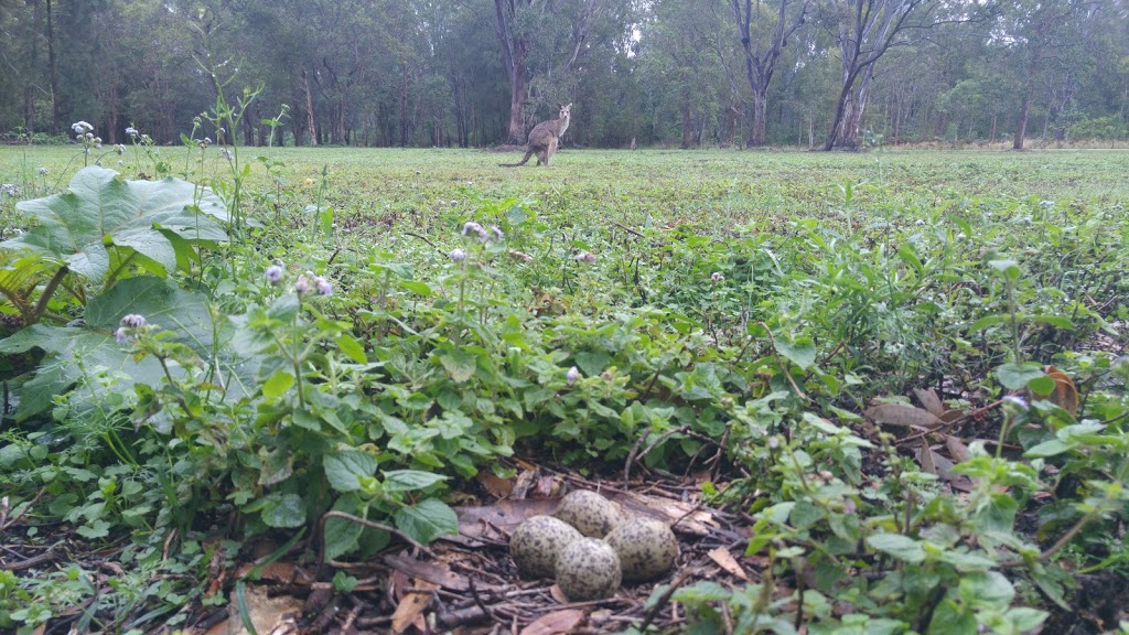 Coombabah Lakelands Conservation Area | park | Level 8 Corporate Center 2 Corprate Court, Bundall QLD 4216, Australia | 0755103587 OR +61 7 5510 3587