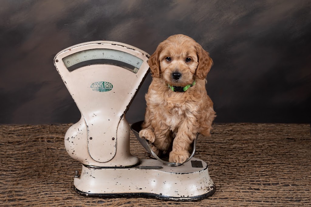 Misty Mountain Australian Labradoodles | 58-60 Siganto St, Tamborine Mountain QLD 4272, Australia | Phone: 0409 813 053