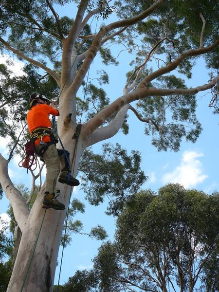Sparta Tree Industries | general contractor | 7 Flamingo St, Russell Island QLD 4184, Australia | 0734091233 OR +61 7 3409 1233