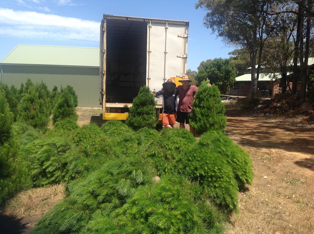 Spirit Xmas Trees Denmark and Albany | 250 E River Rd, Denmark WA 6333, Australia | Phone: 0428 482 667