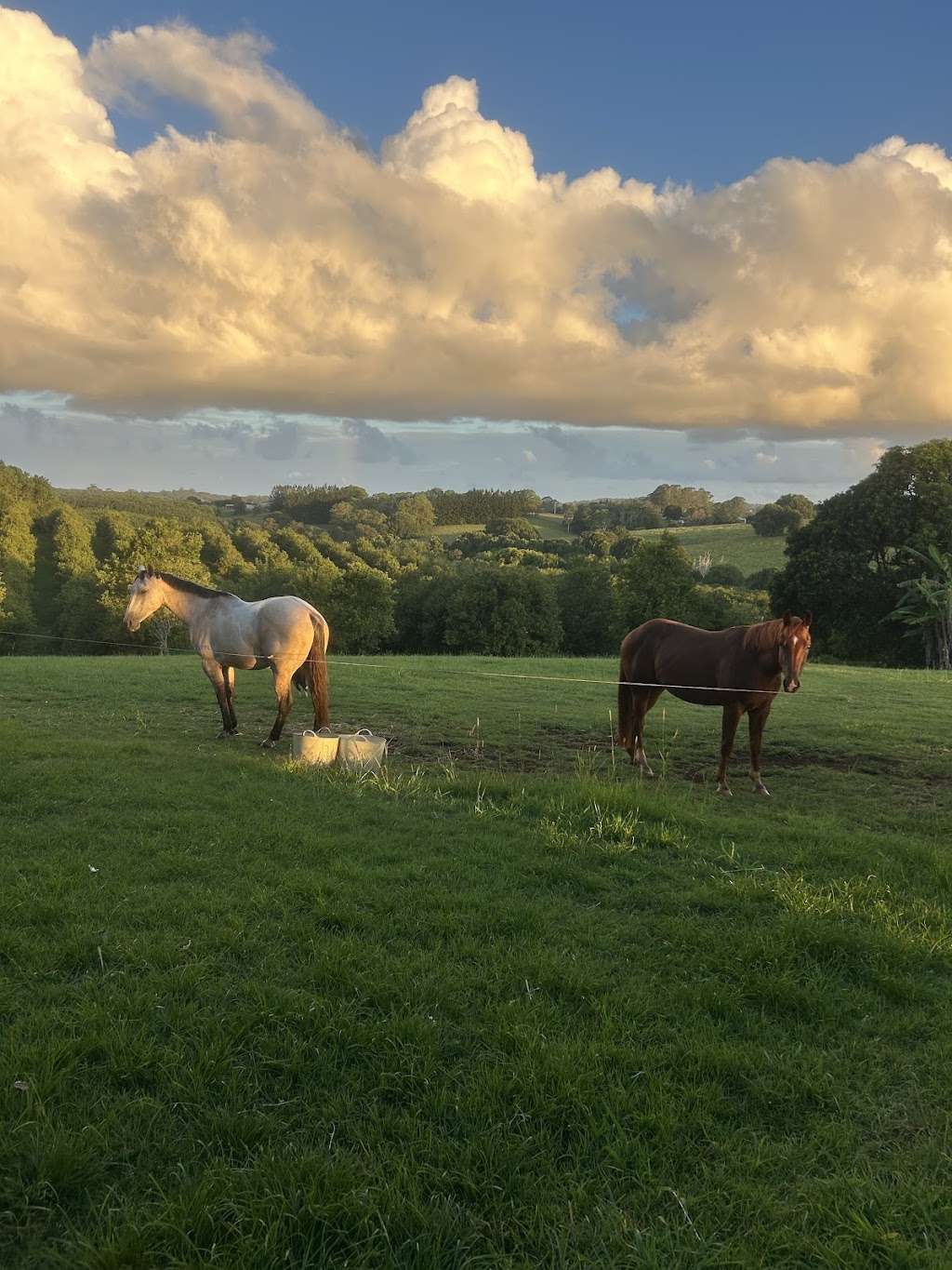 Equine Assisted Therapy at Bunyarra Farm | 690 Cowlong Rd, Eltham NSW 2480, Australia | Phone: 0402 362 169