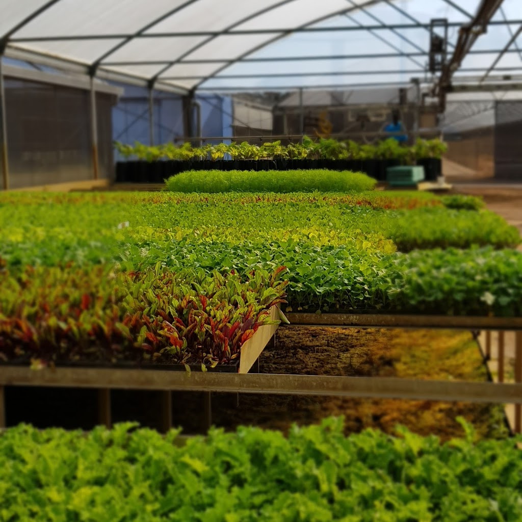 Planted Passion Plant Farm | Manjimup Seedling Nursery | store | 55 Springall St, Manjimup WA 6285, Australia | 0429599977 OR +61 429 599 977