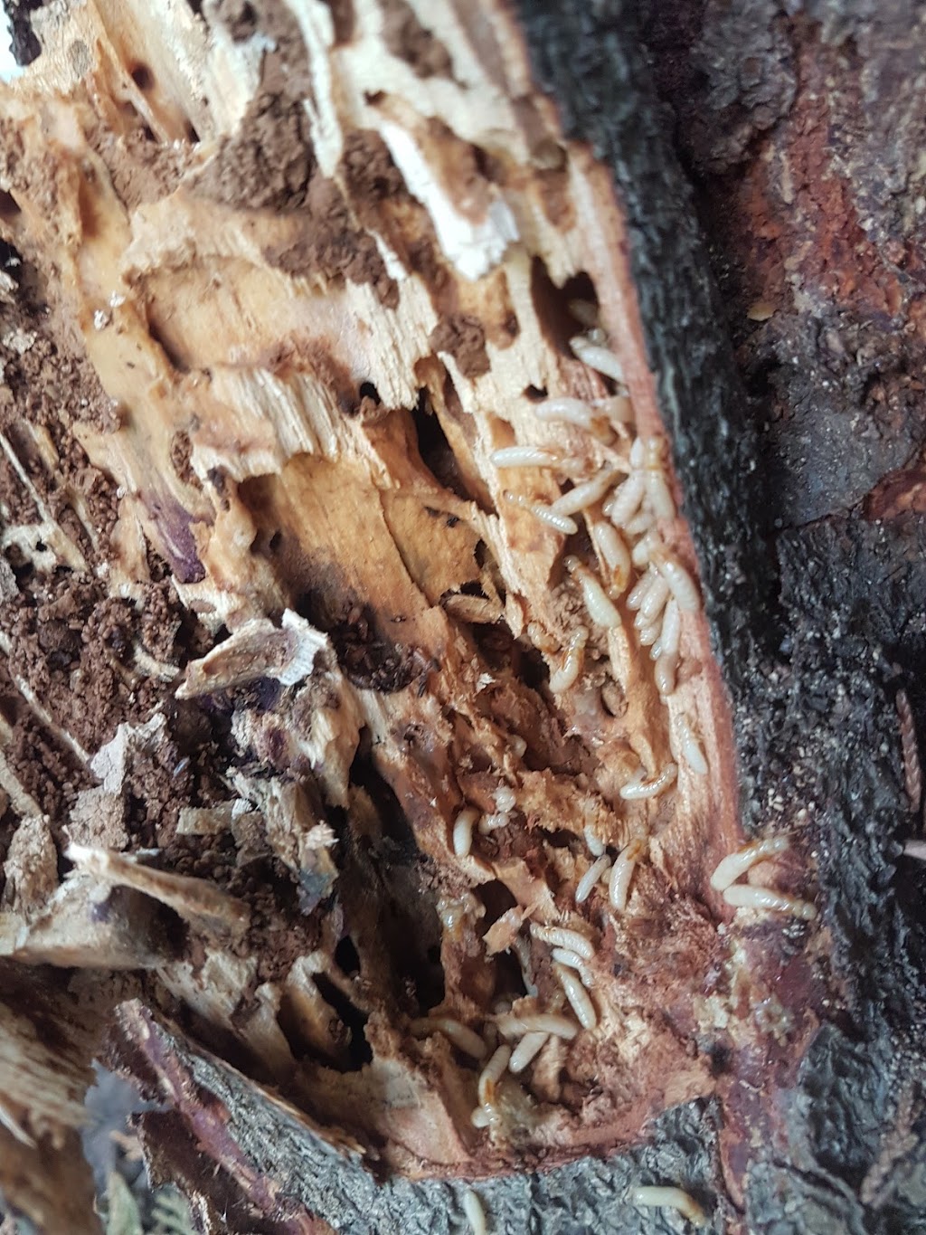 Premium Pest Control PTY LTD | 335 Fourteen Mile Rd, Garfield VIC 3810, Australia | Phone: 0401 284 889