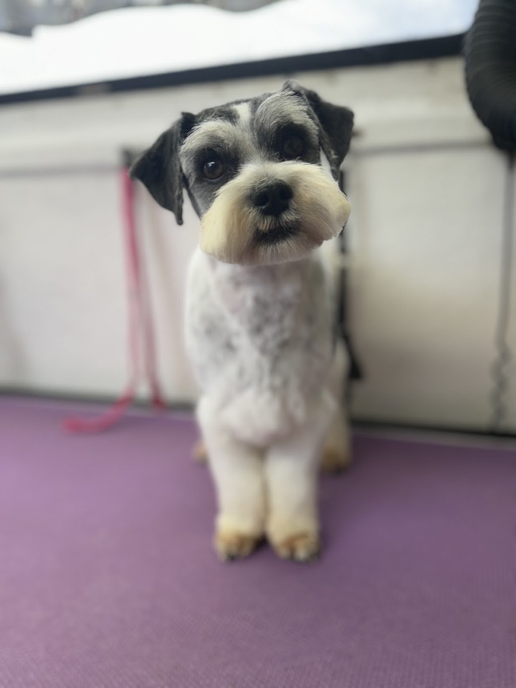 Healing Hounds Pet Grooming | 3945 Mackay Eungella Rd, Gargett QLD 4741, Australia | Phone: 0419 751 131