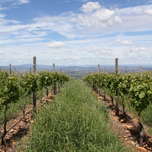 Fighting Gully Road | Vineyard: 203 Fighting Gully Road Winery:, Mayday Hills, 13 Kurrajong Way, Beechworth VIC 3747, Australia | Phone: 0407 261 373