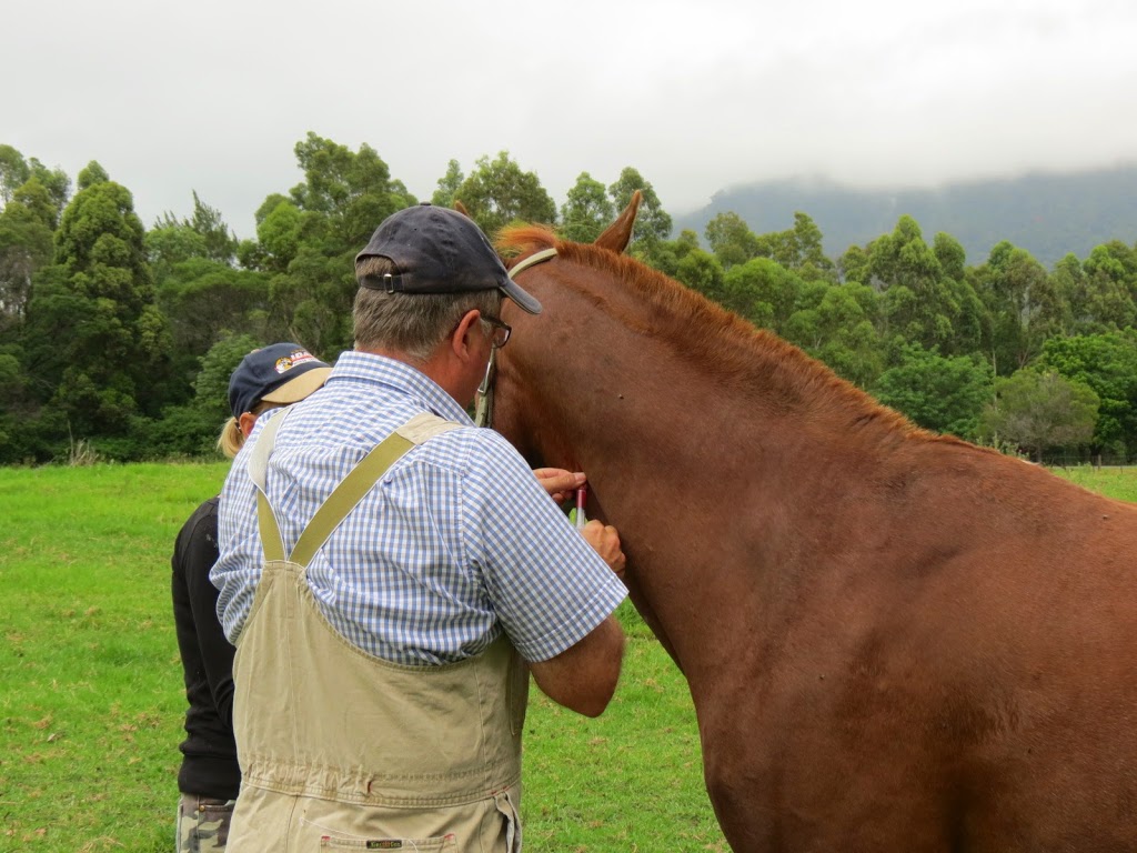 Rod Yeatman & Associates-Dapto Veterinary Hospital | 164 Princes Hwy, Dapto NSW 2530, Australia | Phone: (02) 4261 4055