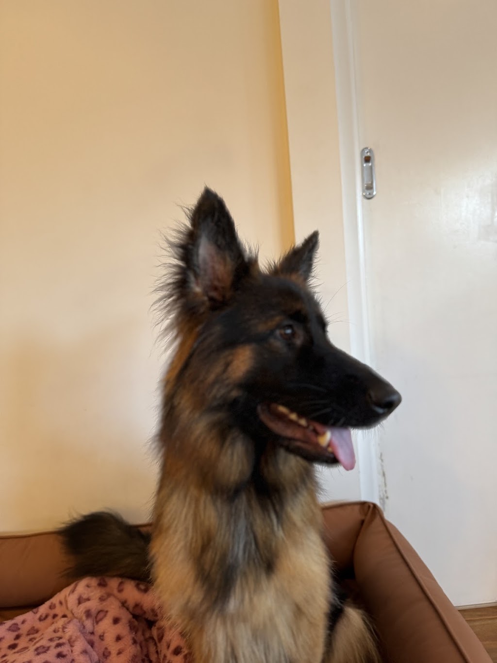 Rambos Pet Grooming | 6 Rae St, Bentleigh East VIC 3165, Australia | Phone: 0468 406 887