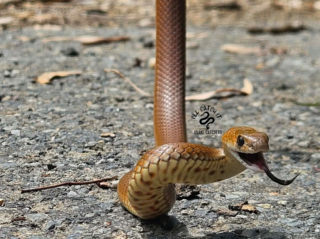 Ill Catch It Snake Catchers | 747 Dulguigan Rd, North Tumbulgum NSW 2490, Australia | Phone: 0474 280 344