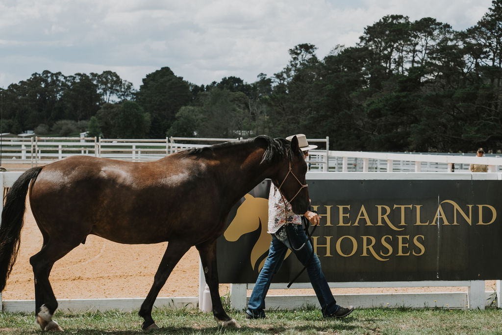 Heartland Horse Farm | 271 Exeter Rd, Sutton Forest NSW 2577, Australia | Phone: (02) 8424 6602