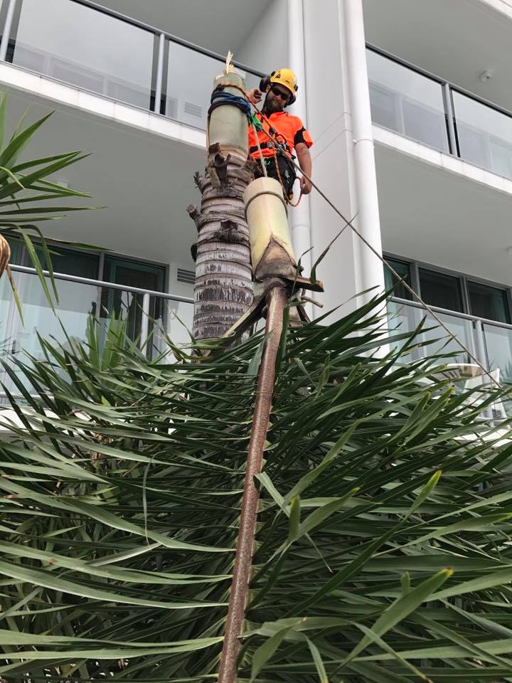 Chris Hackett Tree Services | 17 Bentinck St, Ballina NSW 2478, Australia | Phone: (02) 6686 0599