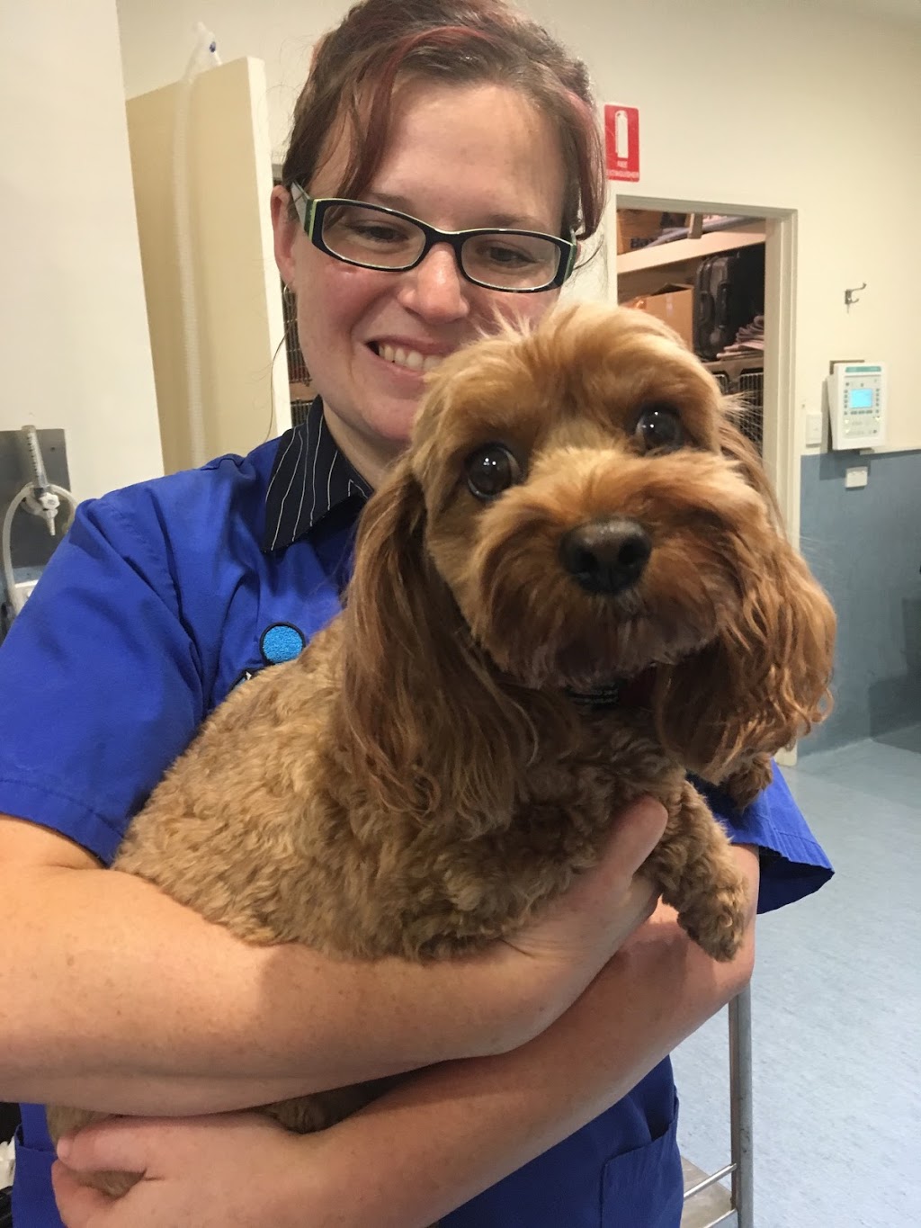 Waverley Animal Hospital | veterinary care | 249 Waverley Rd, Mount Waverley VIC 3149, Australia | 0398079222 OR +61 3 9807 9222