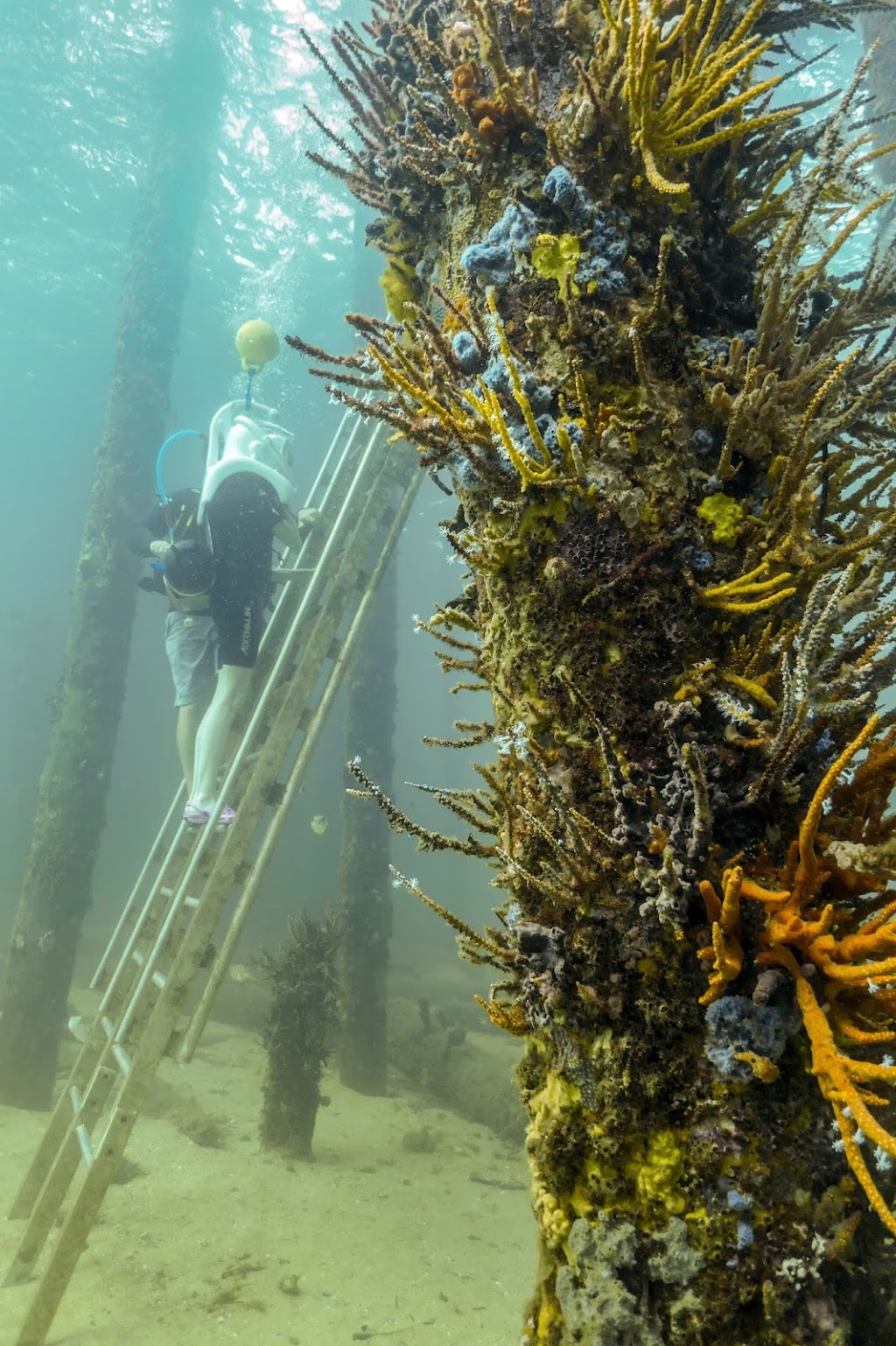 Dive Busselton Jetty | Busselton Visitors Centre, Queen St, Busselton WA 6280, Australia | Phone: (08) 9949 4777