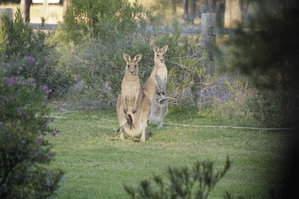 Greenup Meeting Place | campground | 40 Greenup Limevale Rd, Coolmunda QLD 4387, Australia | 0428179459 OR +61 428 179 459