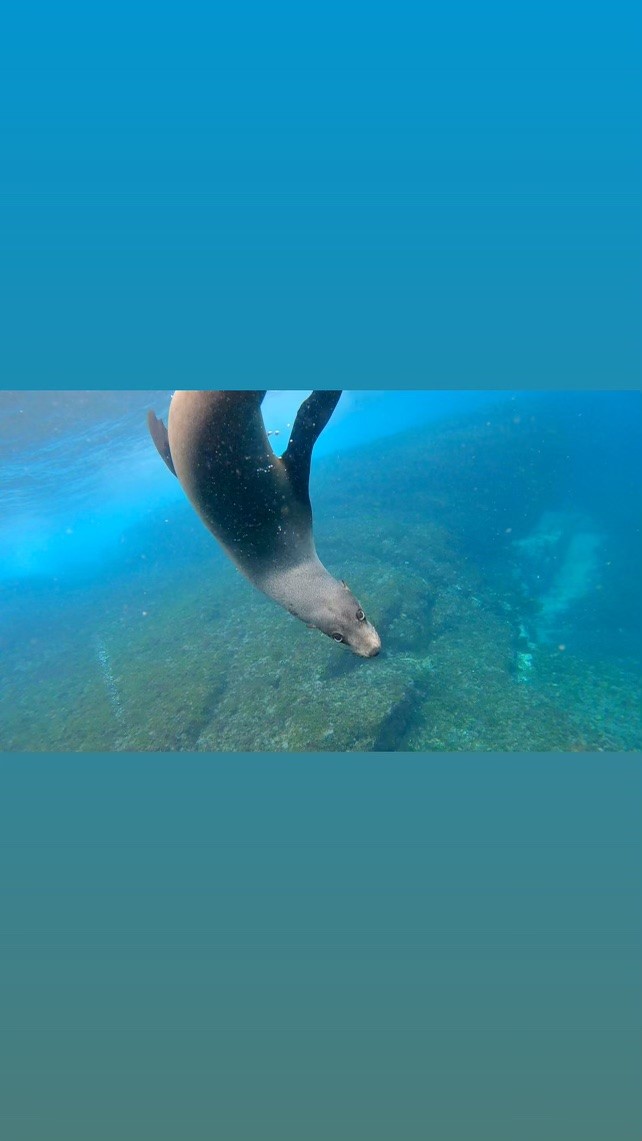 Waterlogged Freedivers |  | 38 Dominic Dr, Batehaven NSW 2536, Australia | 0402655513 OR +61 402 655 513