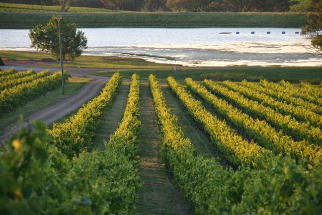 Angullong Vineyard & Pastoral Co (Not Cellar Door) | 2723 Four Mile Creek Rd, Panuara NSW 2800, Australia | Phone: (02) 6366 4300