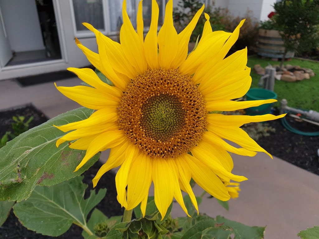 Pebblebeach Path Community Garden | Pebblebeach Path, Cranbourne VIC 3977, Australia