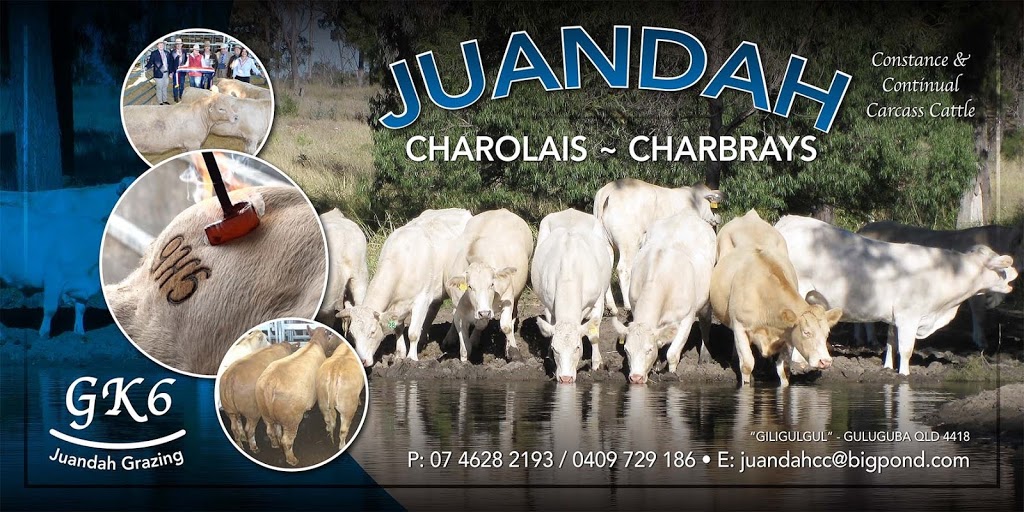 Juandah Charolais & Charbray |  | Guluguba QLD 4418, Australia | 0409729186 OR +61 409 729 186