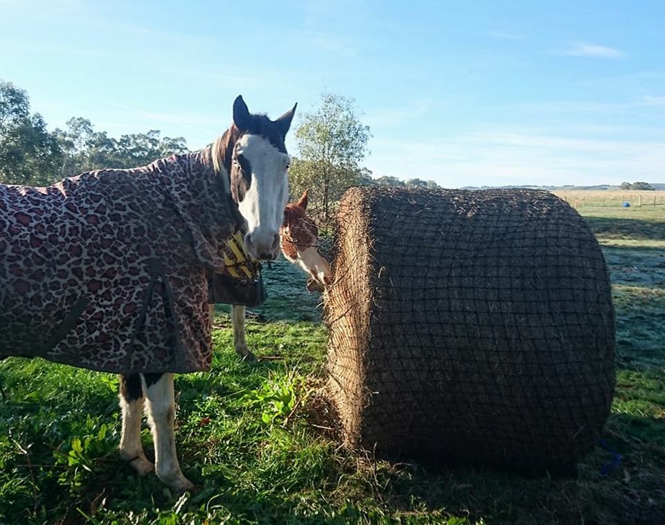 Just Grazin Custom Nets | 290 Marlborough Sarina Rd, Sarina QLD 4737, Australia | Phone: 0418 153 331