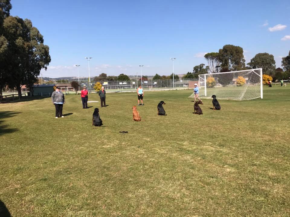 Denison Dog Training Club |  | Cubis Park, Eglinton NSW 2795, Australia | 0403216779 OR +61 403 216 779