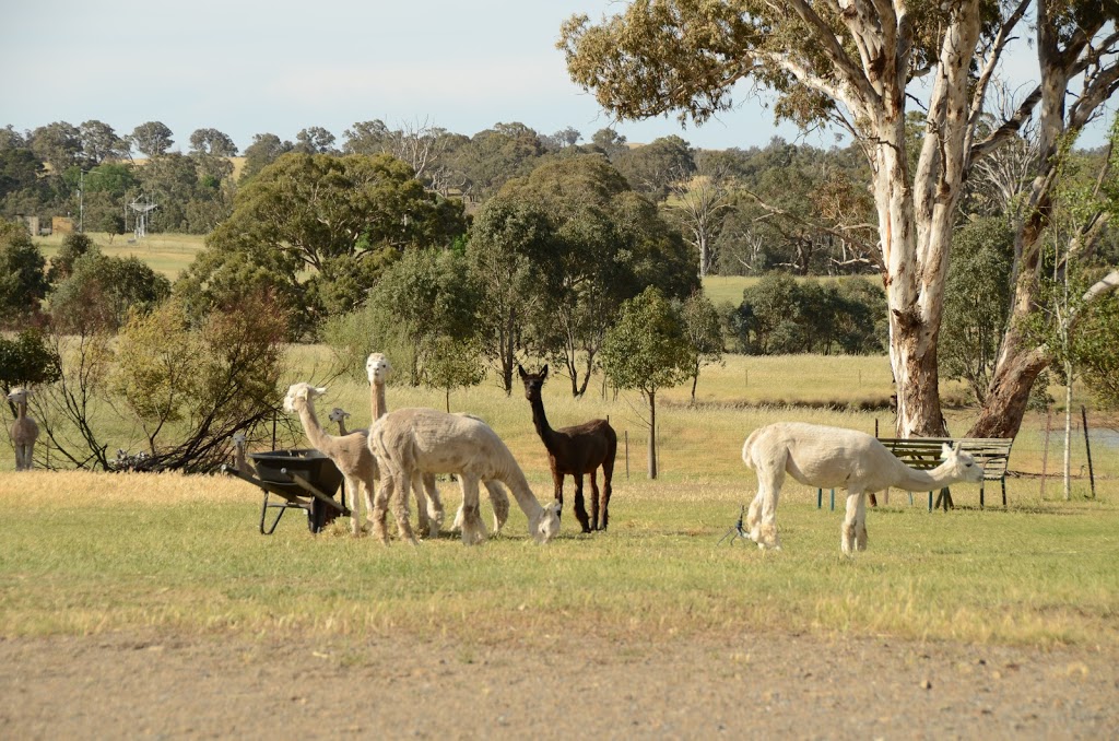 Clearview Alpacas |  | Argyle Park, 349 Walls Jct Rd, Bowning NSW 2582, Australia | 0262276147 OR +61 2 6227 6147