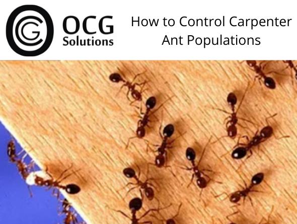 OCG Solutions, Termite Inspections and Pest Control | home goods store | 27 Dakota Pl, Raby NSW 2566, Australia | 0403548375 OR +61 403 548 375