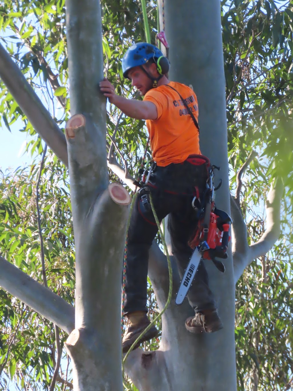 CB TREE SERVICES PTY LTD | 18 Boronia Rd, Bullaburra NSW 2784, Australia | Phone: 0458 052 658