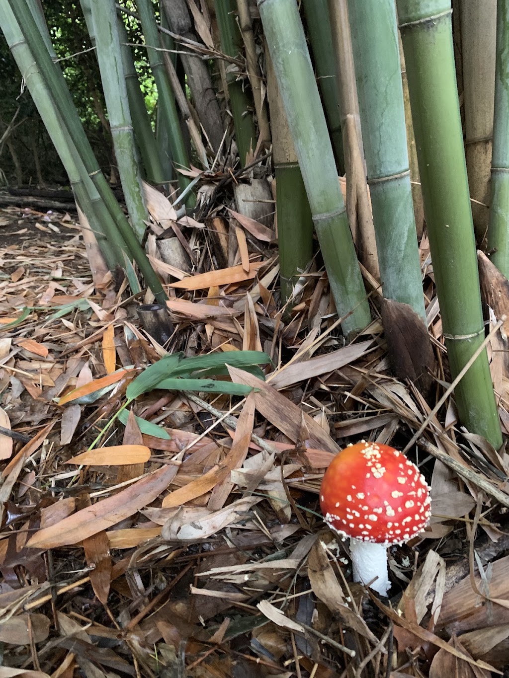The Grove Spiritual Artist Retreat | 2 Douglas Rd, Kurrajong Heights NSW 2758, Australia | Phone: 0433 434 858