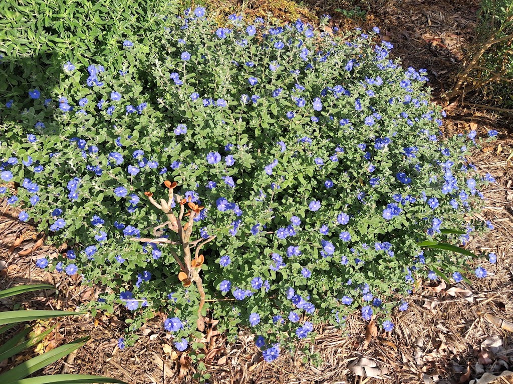 Astoz Plant Sales | 399 Windsor Dr, Mount Hallen QLD 4312, Australia | Phone: 0400 791 956