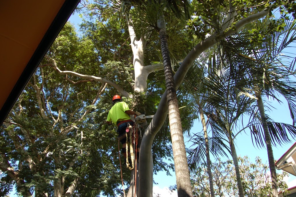 Dazzas Tree Services |  | East, 3 Belbin St, Goodna QLD 4300, Australia | 0421697189 OR +61 421 697 189