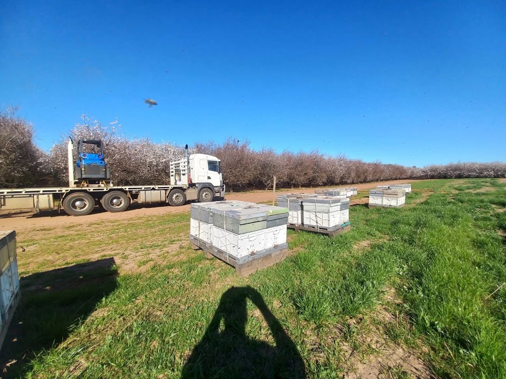 Prestons Honey | 544 Armidale Rd, Elland NSW 2460, Australia | Phone: 0429 697 204
