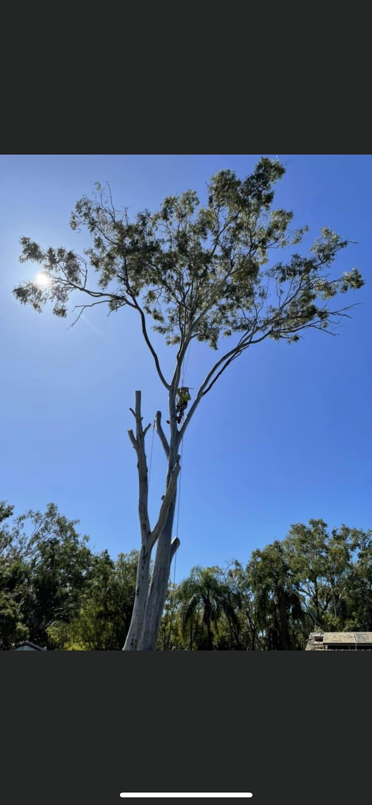 BLUESKY TREE SERVICES PTY LTD | 12 Hayman Ct, Bucasia QLD 4750, Australia | Phone: 0499 290 603