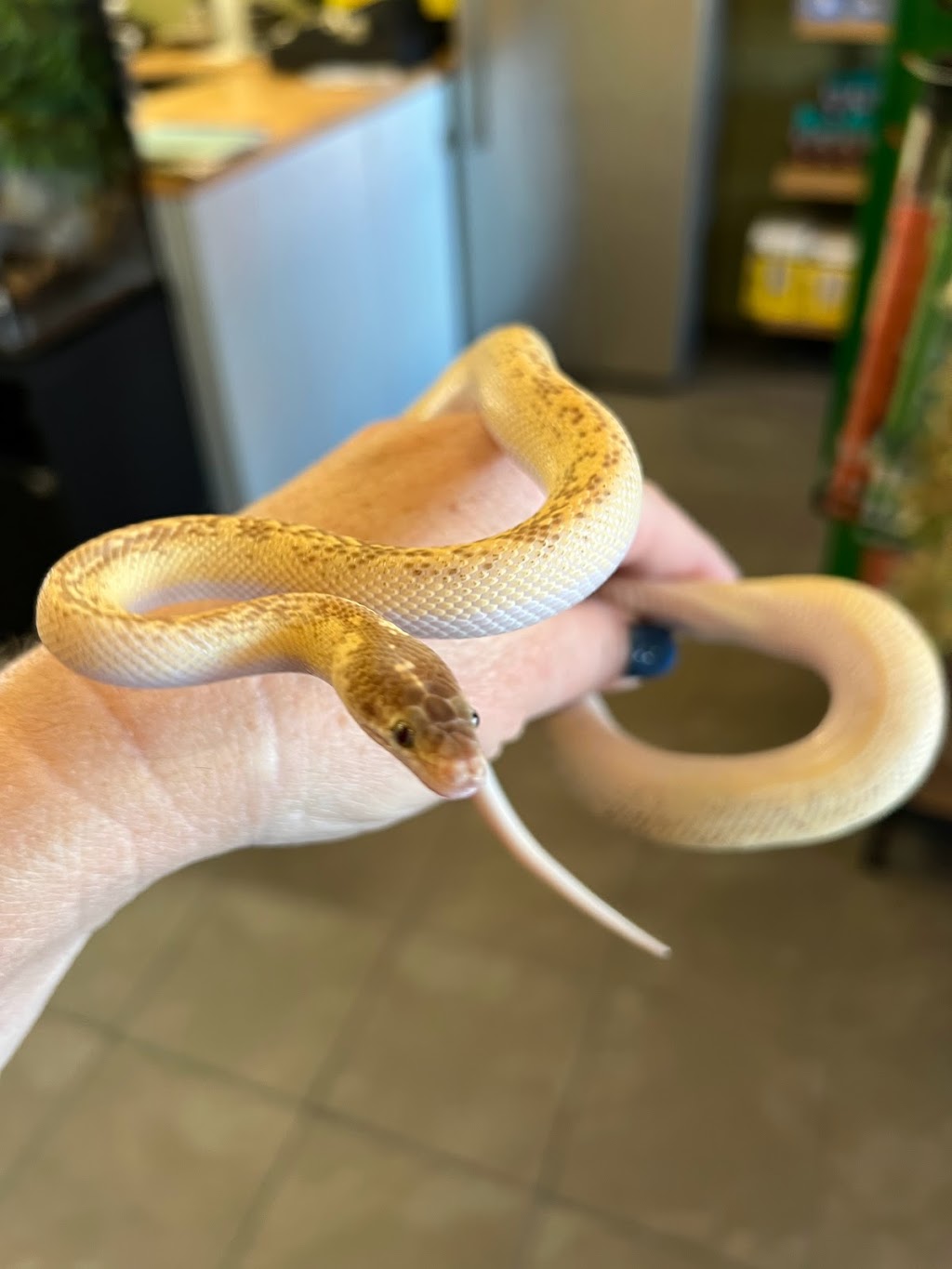 Totally Reptiles Vic Central | Unit 3/12 Lockwood Rd, Kangaroo Flat VIC 3555, Australia | Phone: (03) 5441 5870