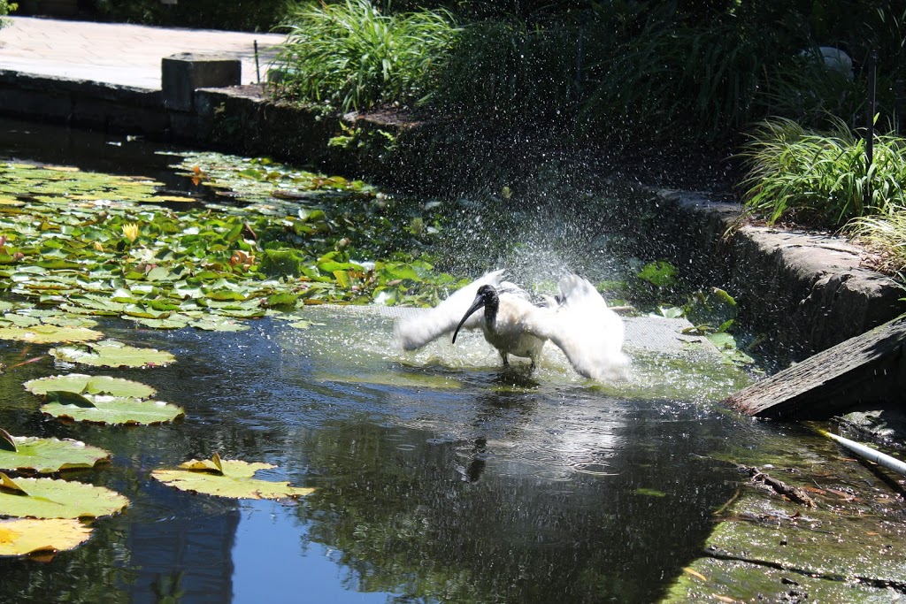 Lotus Pond | Royal Botanic Gardens, Mrs Macquaries Rd, Sydney NSW 2000, Australia