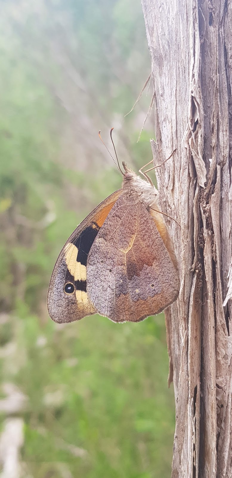 Woodlot Lane Nature Reserve | park | 13 Woodlot Ln, Tooradin VIC 3980, Australia