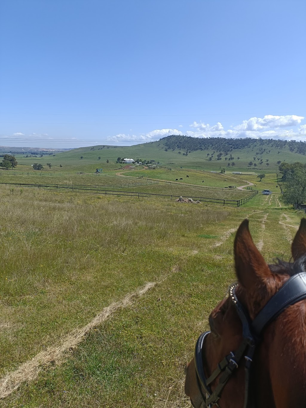 Home Breeze Farm | 229 Wells Gully Rd, McCullys Gap NSW 2333, Australia | Phone: 0474 527 112