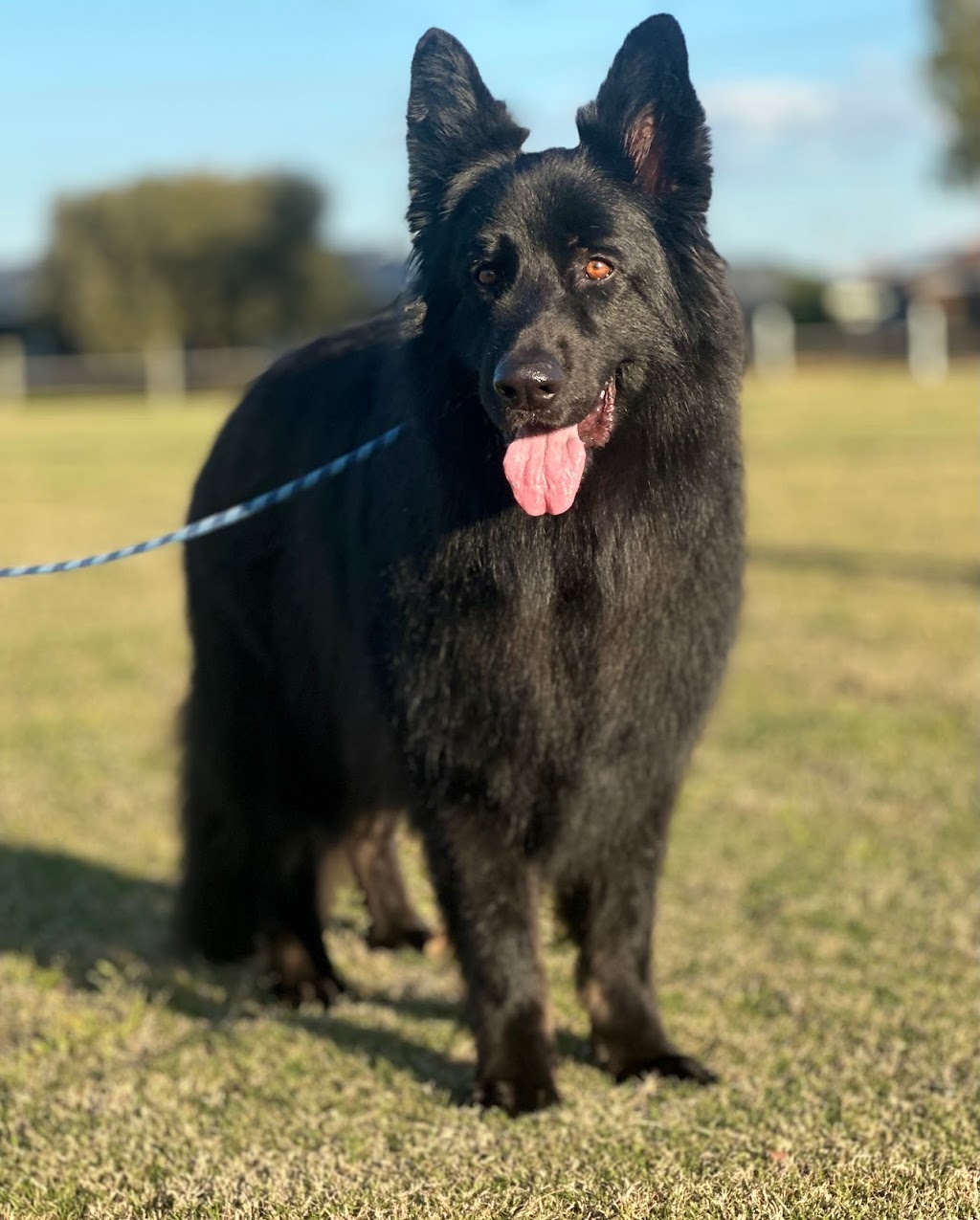Paw and Order Dog Grooming Studio | 81 Sturt St, Mulwala NSW 2647, Australia | Phone: 0438 788 845 Paw and Order Dog Grooming Studio | 81 Sturt St, Mulwala NSW 2647, Australia | Phone: 0438 788 845