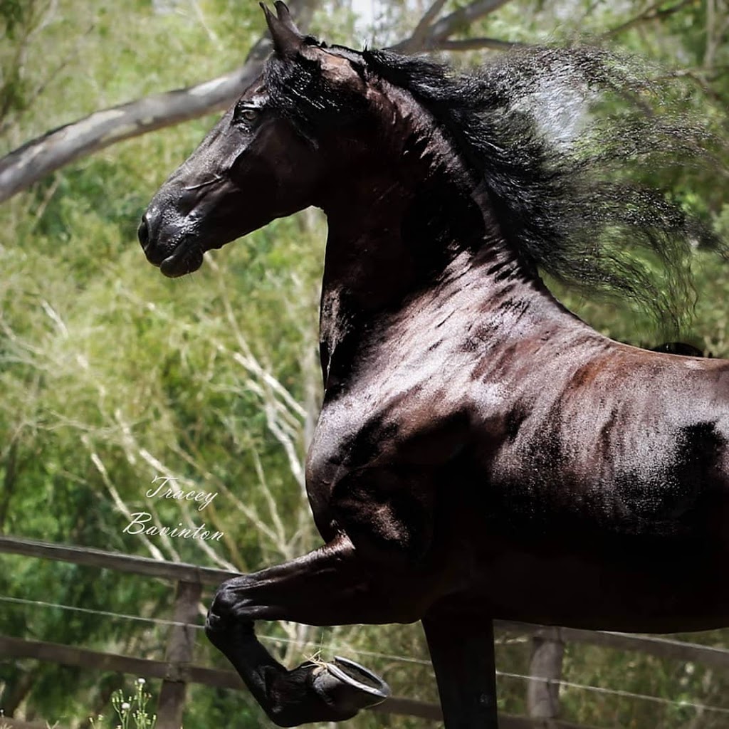 Van Demears Friesian Horses |  | 91-147 Plunkett Rd, Tamborine QLD 4270, Australia | 0437437650 OR +61 437 437 650