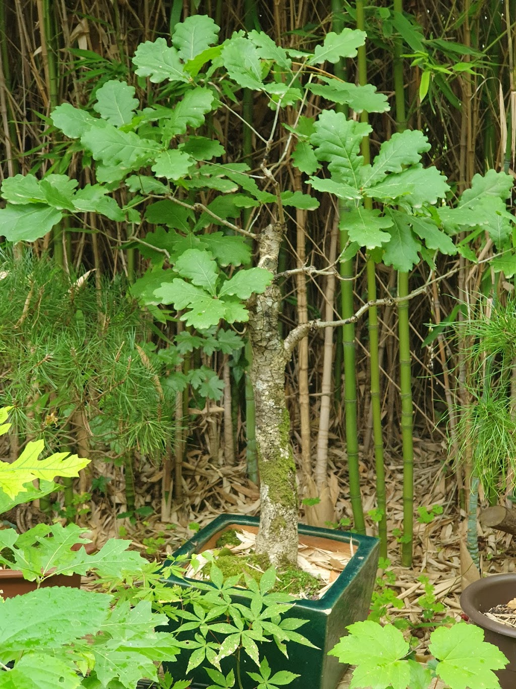 Mt Macedon Bonsai Nursery | 4 Cheniston Rd, Mount Macedon VIC 3441, Australia | Phone: 0407 512 234